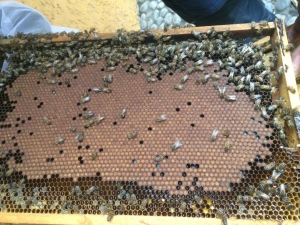 abejas en tabla de apicultura