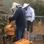 hombre haciendo apicultura
