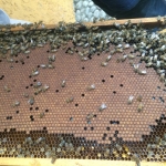 abejas en tabla de apicultura